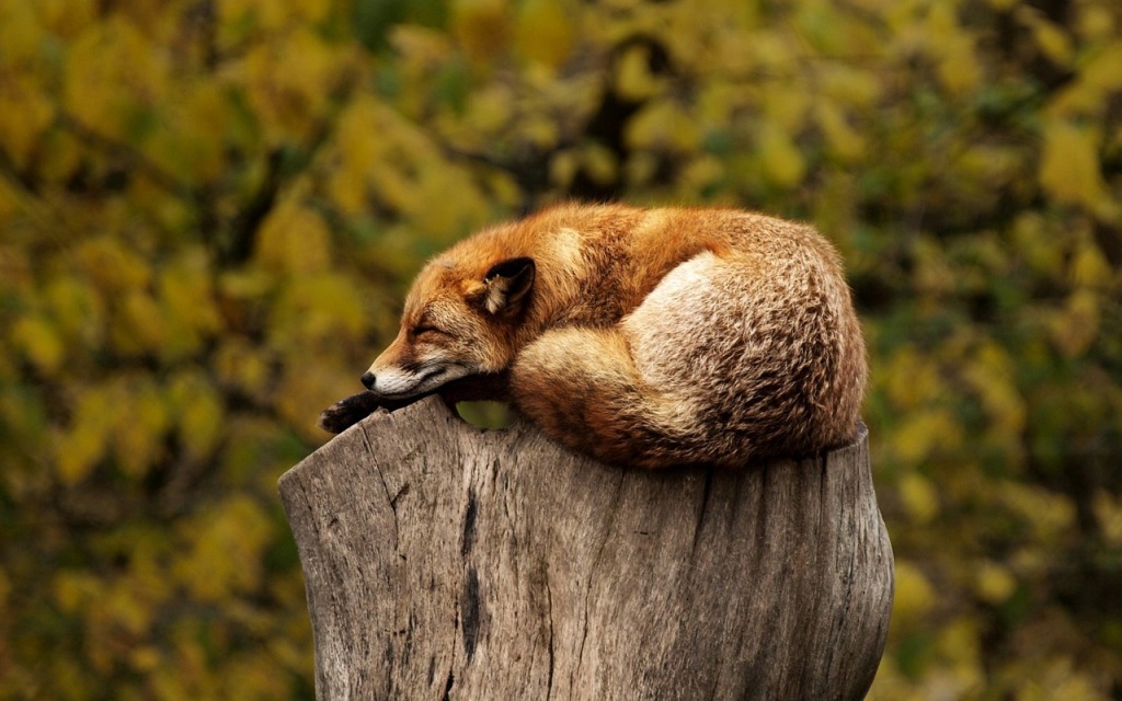 sweet little fox sleeping